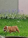 Engleski buldog potreba Kućni ljubimci