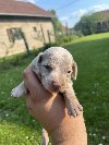 Mini Jazavičar prelepi štenci potreba Kućni ljubimci