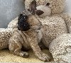 Francuski buldog štenci ponuda Kućni ljubimci
