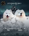 Samojed štenci i odrasli psi ponuda Kućni ljubimci