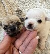 Čivava ekstra mini štenci ponuda Kućni ljubimci Čivava ekstra mini štenci ponuda Kućni ljubimci