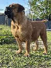 Južnoafrički mastif - Boerboel štenci potreba Kućni ljubimci