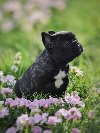 Francuski Buldog prelepi štenci ponuda Kućni ljubimci Francuski Buldog prelepi štenci ponuda Kućni ljubimci