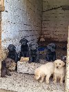 Štenci labradora ponuda Kućni ljubimci