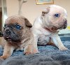 Francuski BULDOG stenc potreba Kućni ljubimci