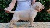Štenci LABRADOR retrivera ponuda Kućni ljubimci