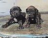 Cane Corso potreba Kućni ljubimci