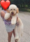 U ponudi srednja apricot PUDLA, star 6,5 mes ponuda Kućni ljubimci