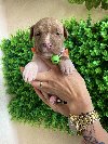 Pit Bul Terijer štenci ponuda Kućni ljubimci