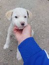 Žensko štene mešanca labradora na poklon ponuda Kućni ljubimci