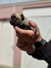 Mops žensko štene potreba Kućni ljubimci