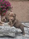American Bully XL, Američki Buli štenci potreba Kućni ljubimci