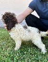 Lagotto Romagnolo, dostupni štenci potreba Kućni ljubimci