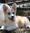 Velski korgi/Welsh Corgi Pembroke potreba Kućni ljubimci
