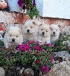 Cau Cau Chow Chow ponuda Kućni ljubimci