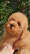 Lime - Toy Poodle male Apricot, garantovano sitni potreba Kućni ljubimci