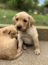 Na prodaju štenci labrador retrivera–vakcinisani i potreba Kućni ljubimci