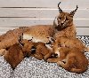 Caracal kittens for rehoming potreba Kućni ljubimci