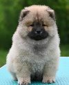 Chow Chow Cau Cau Čau Čau potreba Kućni ljubimci