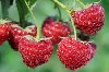 HITNO POTREBNI BERACI MALINE ponuda Sezonski poslovi HITNO POTREBNI BERACI MALINE ponuda Sezonski poslovi