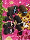 Doberman prelepi stenci ponuda Kućni ljubimci
