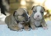 American bully (Američki buli) ponuda Kućni ljubimci