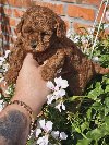 Teddy bear toy PUDLE ponuda Kućni ljubimci