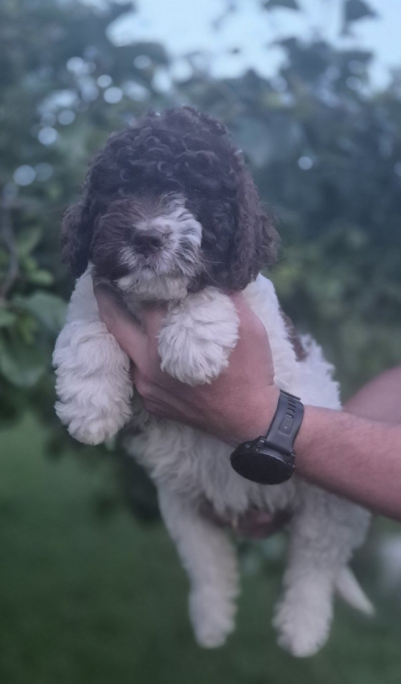 Stenci lagotto romagnolo Slika 