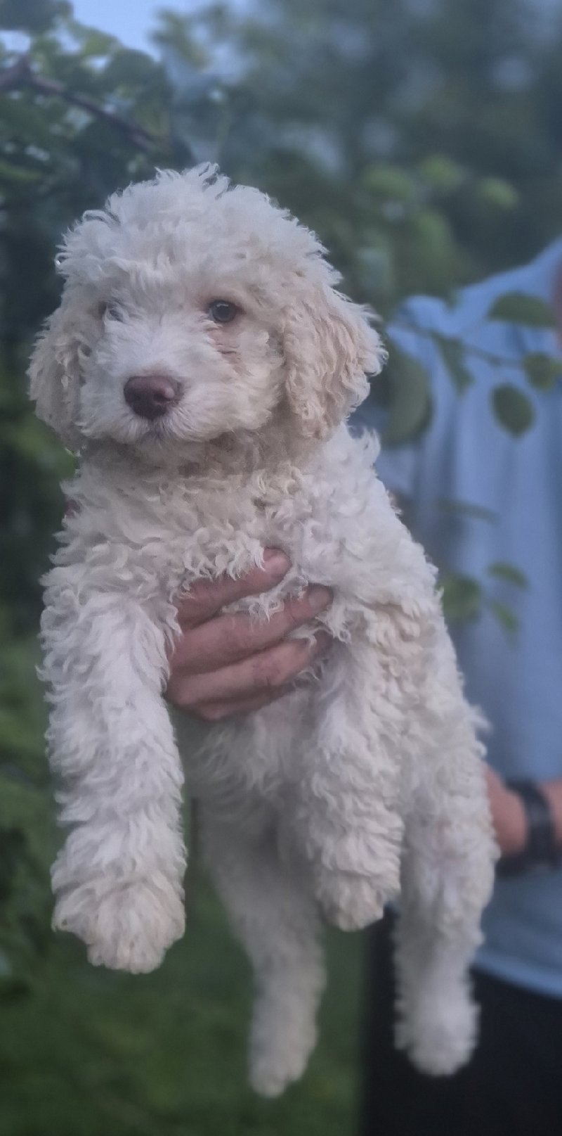 Stenci lagotto romagnolo Slika 
