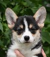 Velski korgi Welsh Corgi Pembroke ponuda Kućni ljubimci