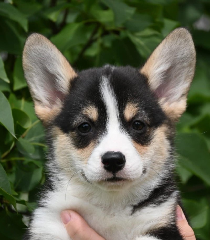 Velski korgi Welsh Corgi Pembroke Slika 