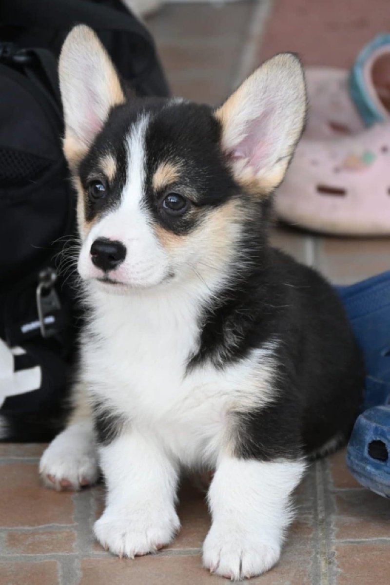 Velski korgi Welsh Corgi Pembroke Slika 
