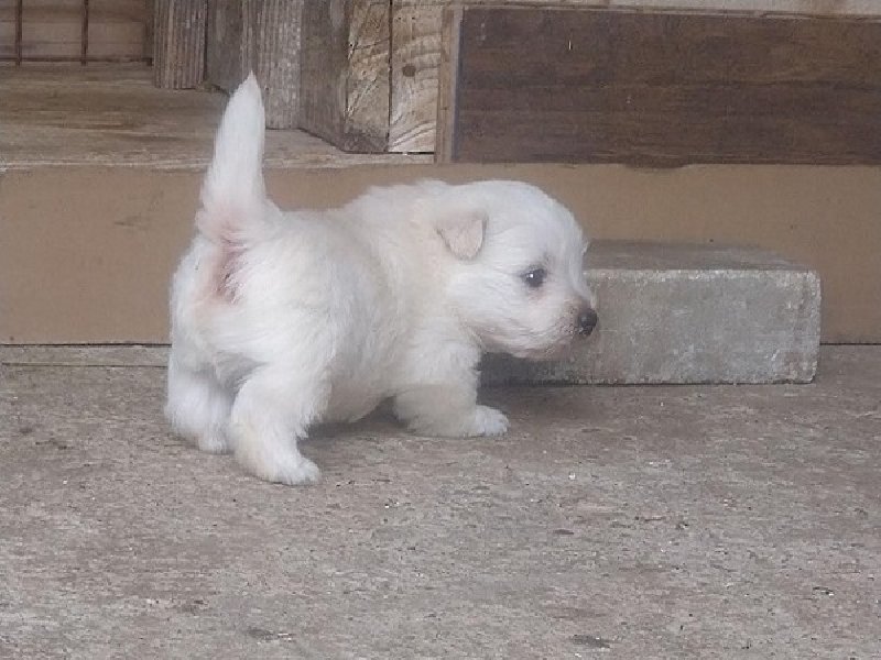 Zapadnoškotski beli terijer - Westi Slika 