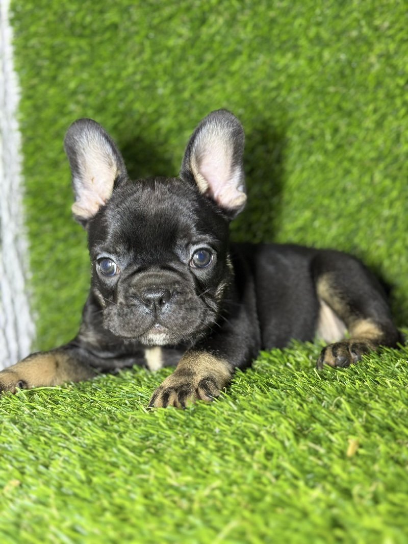 Francuski Buldog prelepi štenci Slika 