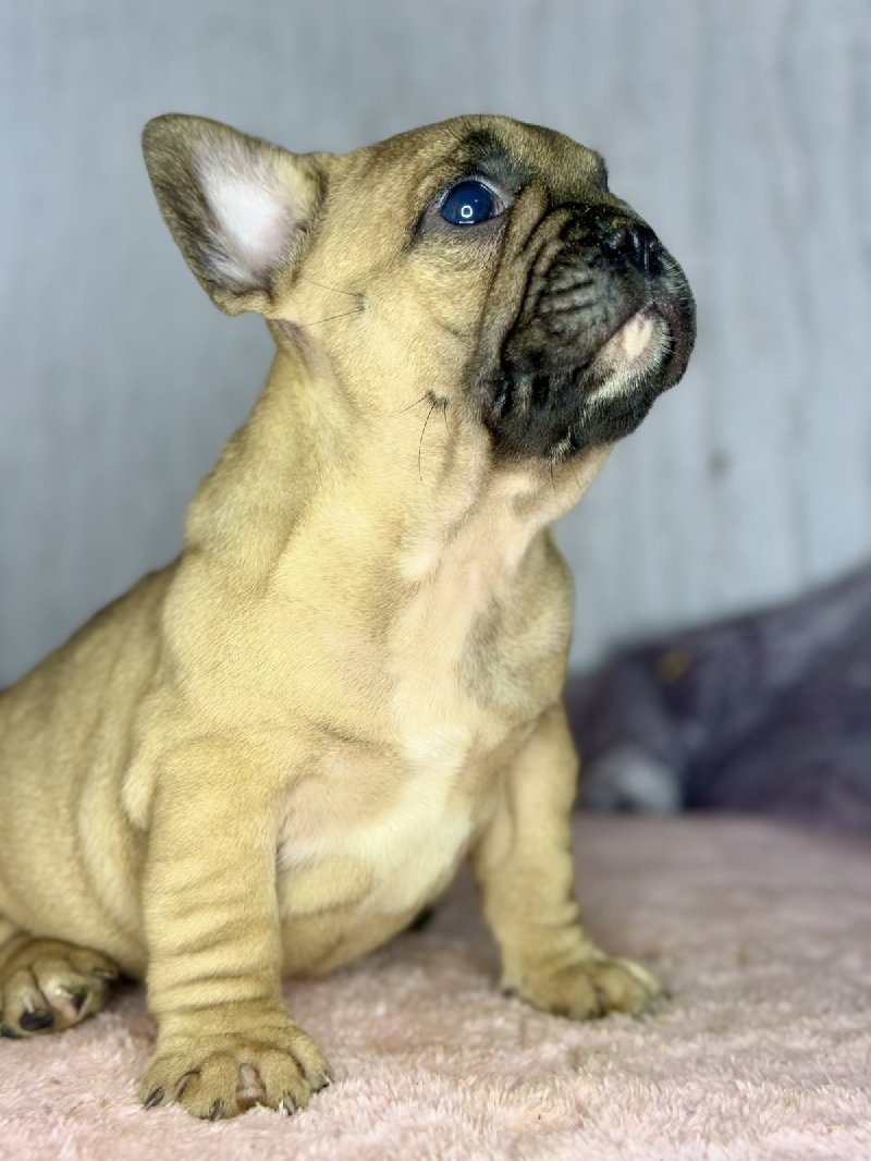 Francuski Buldog prelepi štenci Slika 