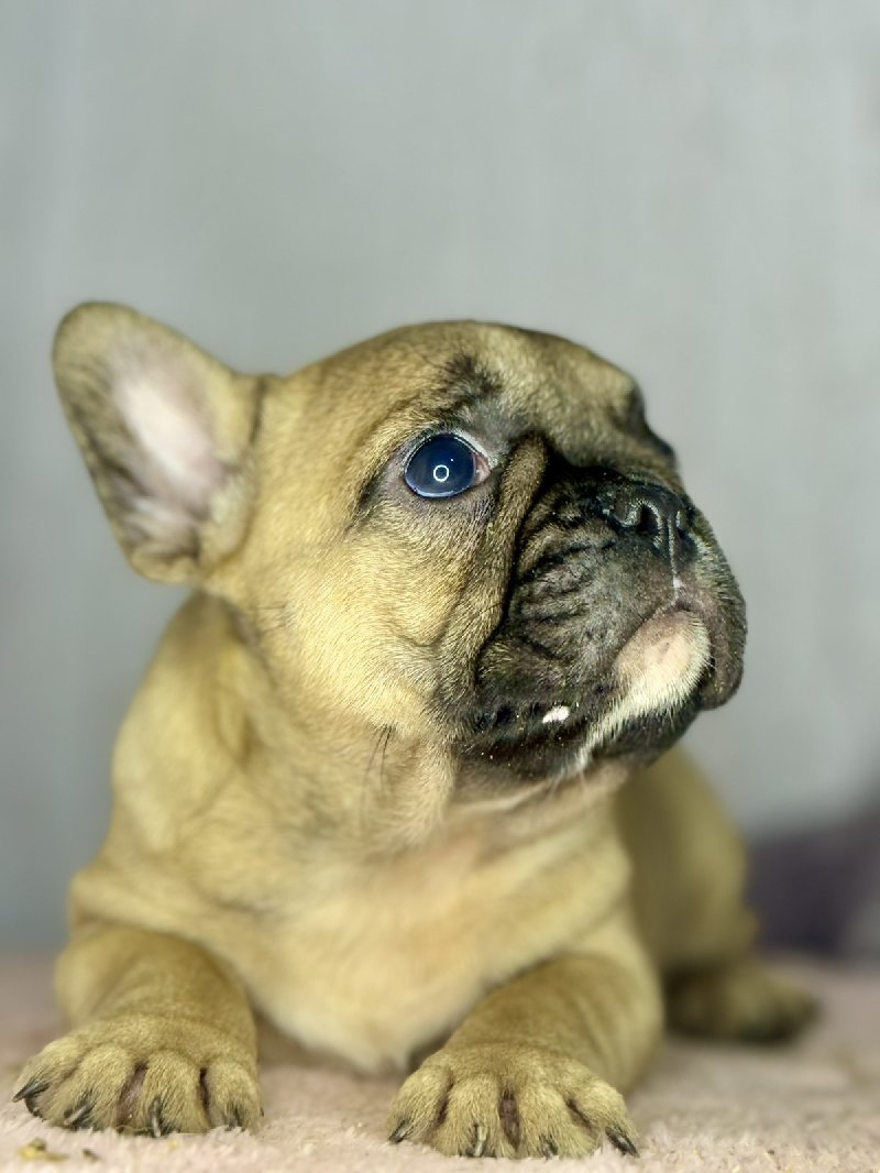 Francuski Buldog prelepi štenci Slika 