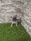 Francuski Buldog prelepi štenci ponuda Kućni ljubimci