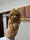 Crvena Patuljasta Pudla štenci ponuda Kućni ljubimci