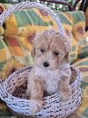 Dostupni za preuzimanje MALTIPOO potreba Kućni ljubimci