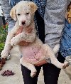 Mešanac labradora, žensko štene na poklon ponuda Kućni ljubimci