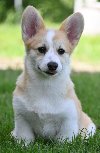 Velski korgi/Welsh Corgi Pembroke potreba Kućni ljubimci