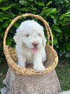 Stenci rase Lagotto Romagnolo, stari 2 meseca ponuda Kućni ljubimci