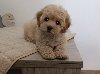 Maltipoo štenci – savršeni kućni ljubimci! ponuda Kućni ljubimci
