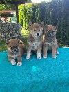 Shiba inu (šiba inu) štenci potreba Kućni ljubimci
