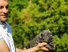 Cane Corso Kane Korso potreba Kućni ljubimci