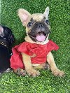 Francuski Buldog prelepi štenci ponuda Kućni ljubimci