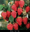Sezonski radnici za berbu maline u Arilju potreba Sezonski poslovi