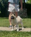 Američka akita potreba Kućni ljubimci