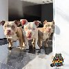 American bully, ženski štenci ponuda Kućni ljubimci