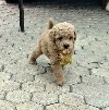 Toy mini aprikot PUDLA ponuda Kućni ljubimci